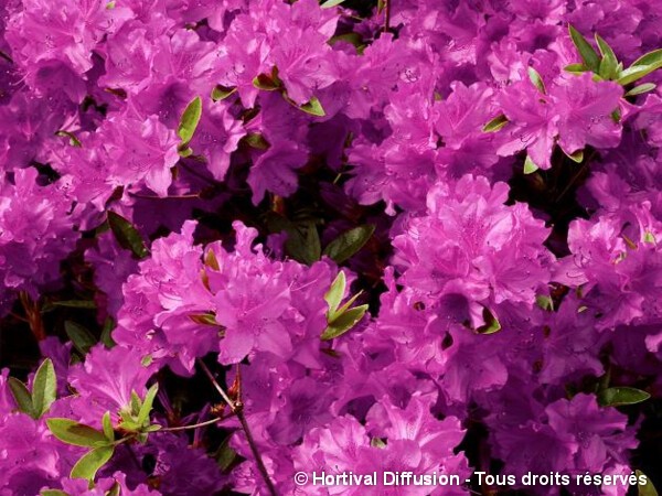 Azalée japonaise Purple Splendor