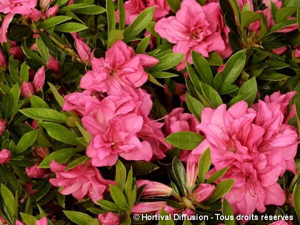 Azalée japonaise Rosa King
