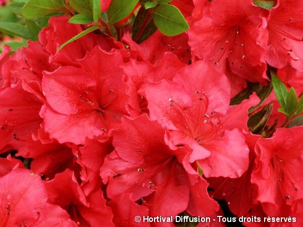 Azalée japonaise Vuyk's Scarlet