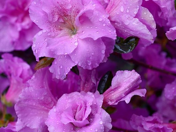 Azalée japonaise WALBERTON'S® MAUVE RUFFLES