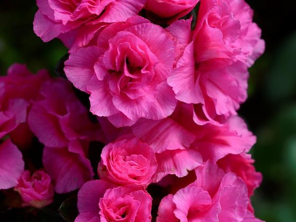 Azalée japonaise WALBERTON'S® PINK RUFFLES