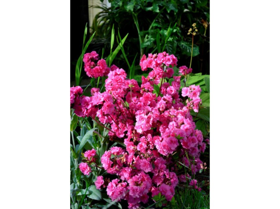 Azalée Rose Ruffels Azalée japonaise WALBERTON'S® PINK RUFFLES | Silence, ça pousse