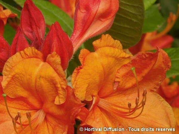 Azalée à feuilles caduques Glowing Embers