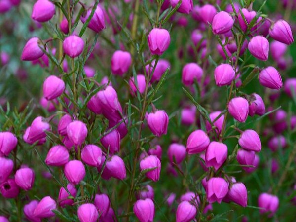 Boronia heterophylla