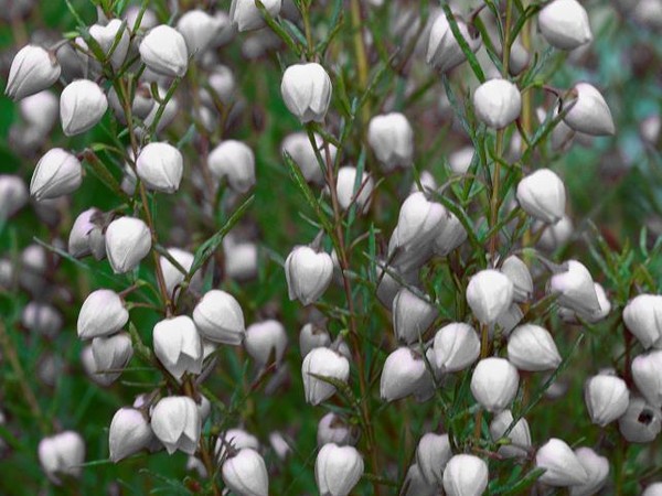 Boronia heterophylla Ice Charlotte