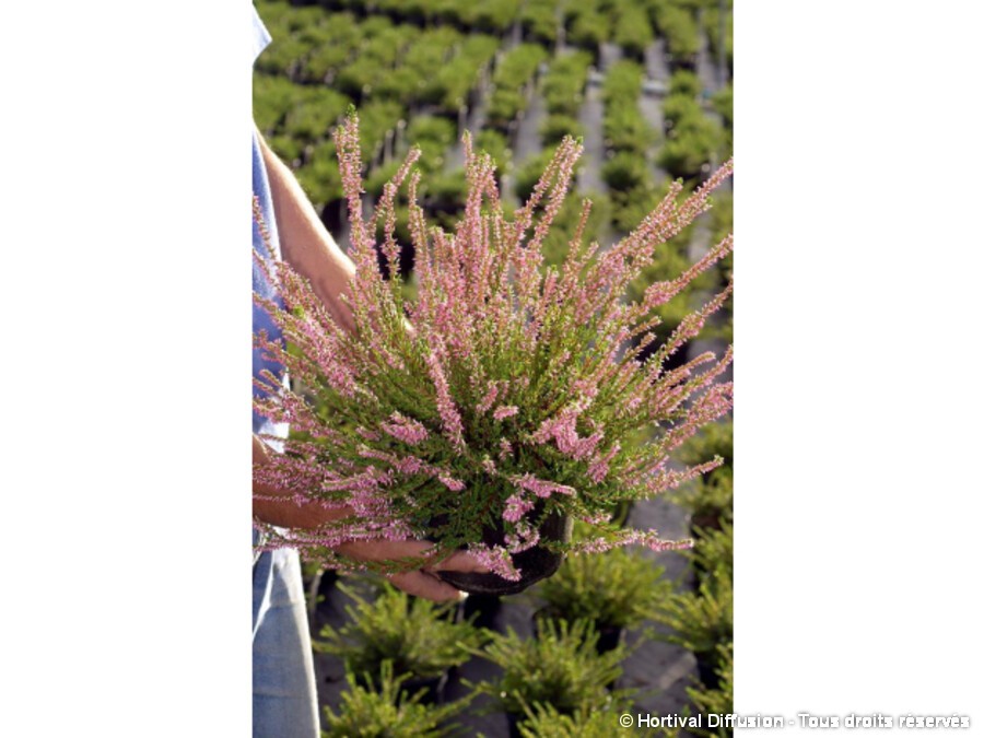 Bruyère Callune En Pot 10,5 Cm - Fleurs Mauves, Facile D'entretien, Jusqu'à 60 Cm De Hauteur - Idéale Pour Extérieurs