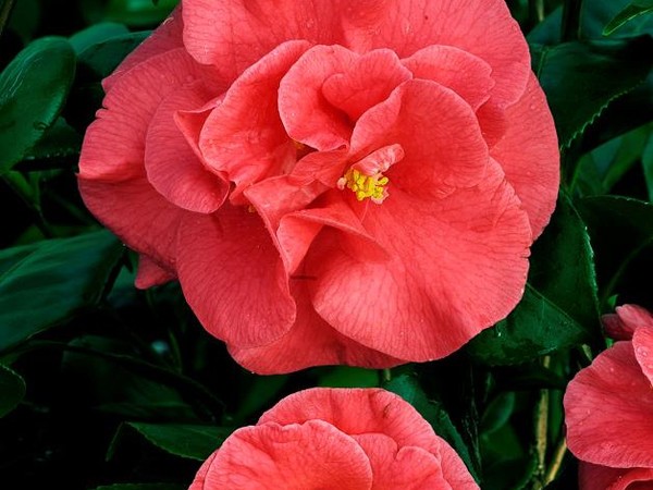 Camélia du Japon Splendens Carlyon