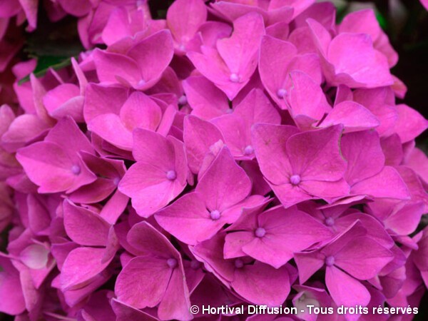 Hortensia AMOR®