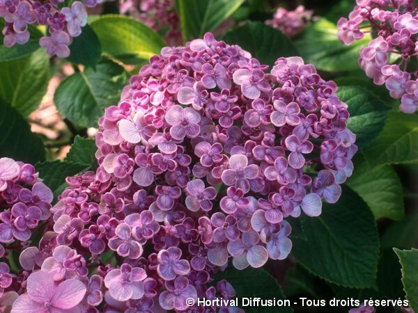 Hortensia Ayesha, Hortensia à fleurs de lilas