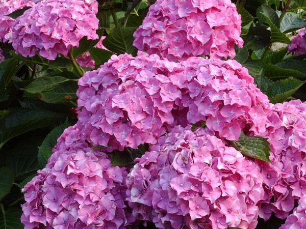 Hortensia Benelux rose