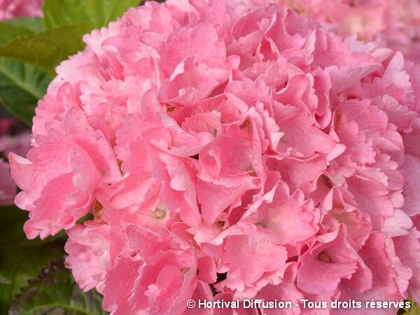 Hortensia BIG DATA® PINK