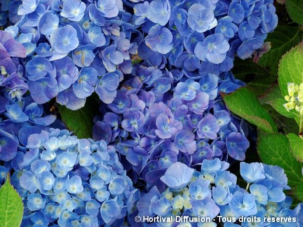 Hortensia Bodensee