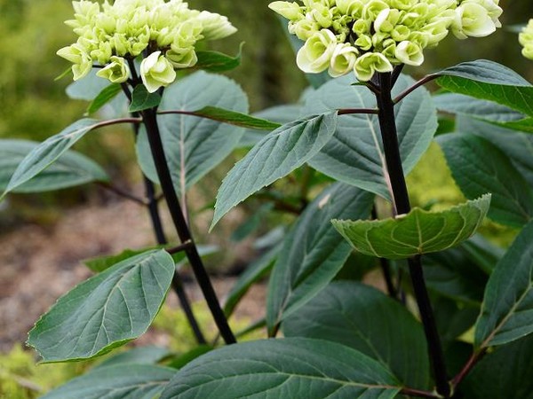 Hortensia CHOC CHIC®