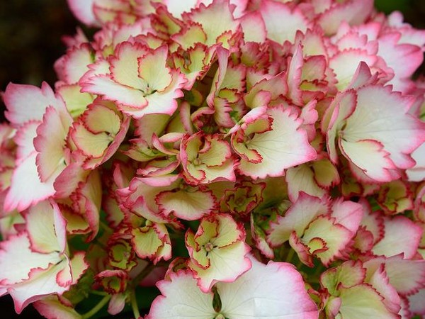 Hortensia Cocktail®