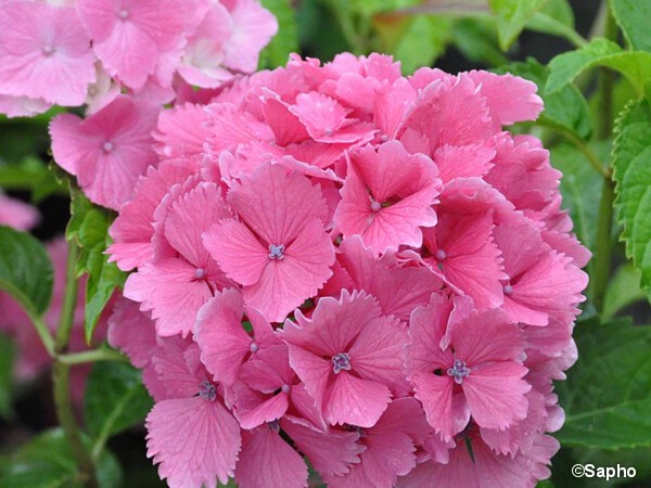 Hortensia DOLCE® FARFALLE