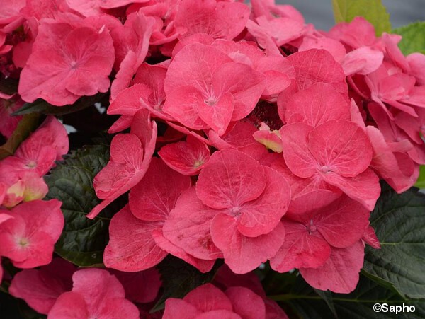 Hortensia DOLCE® FRAGOLA