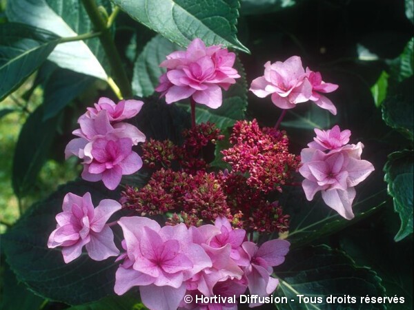 Hortensia Etoile Violette = Shamrock