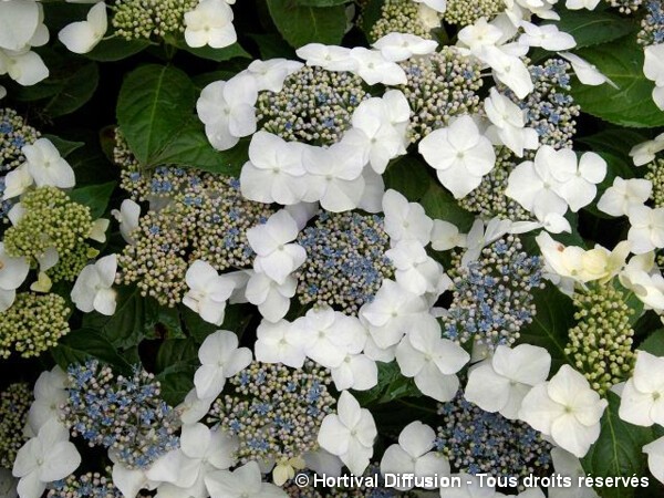 Hortensia Blanc Bleu GREAT STAR®