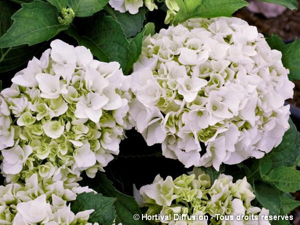 Hortensia Immaculata
