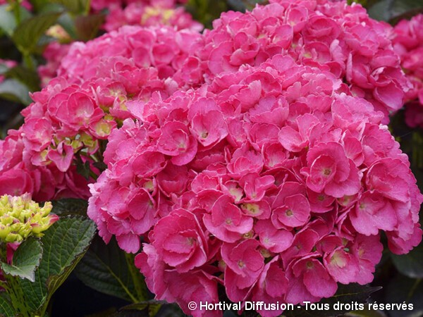 Hortensia Julisa