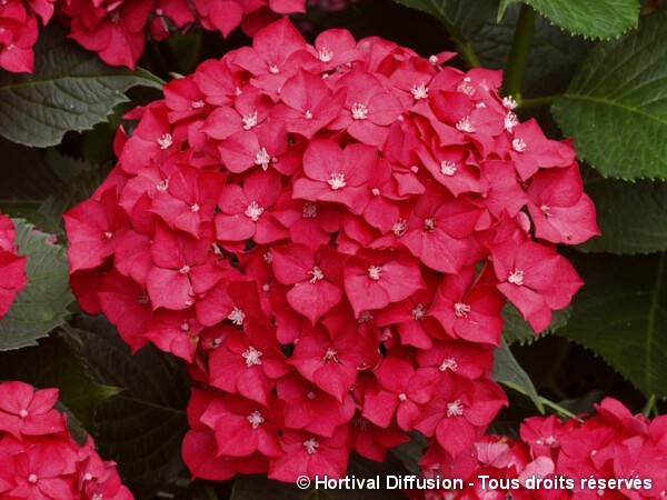 Hortensia Leuchtfeuer