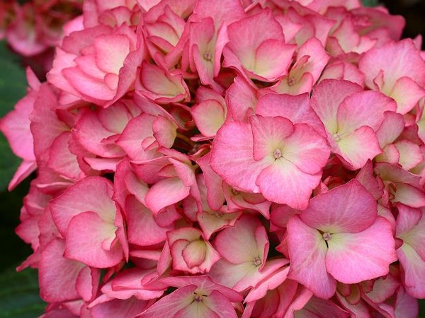 Hortensia MADEMOISELLE®