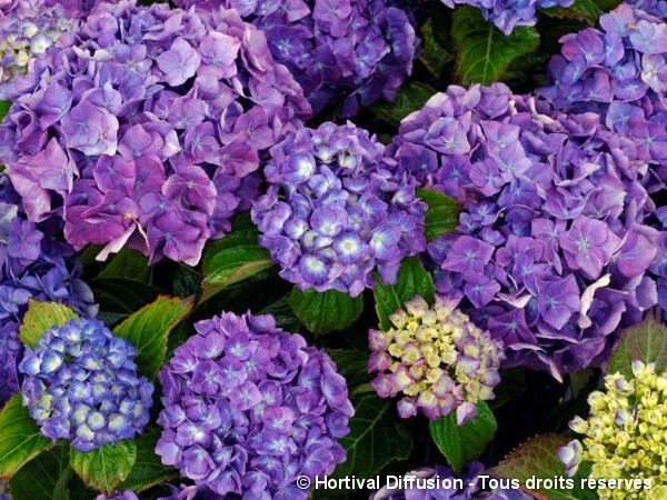Hortensia Mathilda Gutges