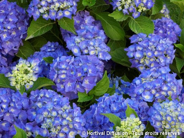 Hortensia Renate Steiniger