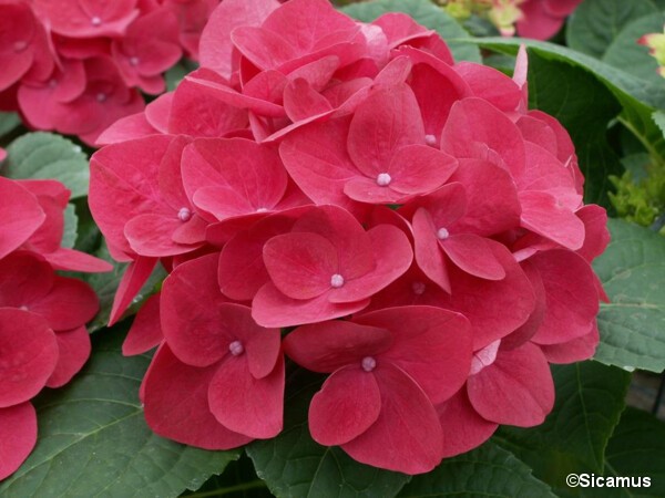 Hortensia RENDEZ-VOUS AMOUR TOUJOURS®