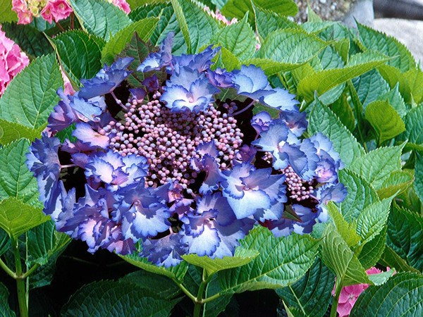 Hortensia RENDEZ-VOUS FRENCH CANCAN® BLEU