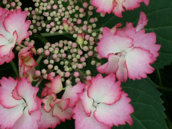 Hortensia RENDEZ-VOUS FRENCH CANCAN® ROSE