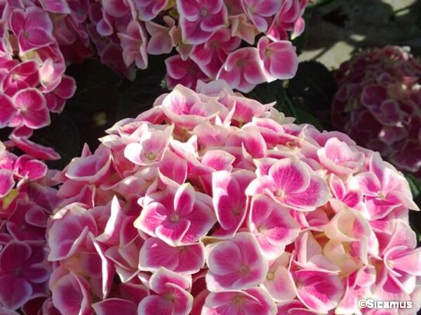 Hortensia RENDEZ-VOUS TANDEM®