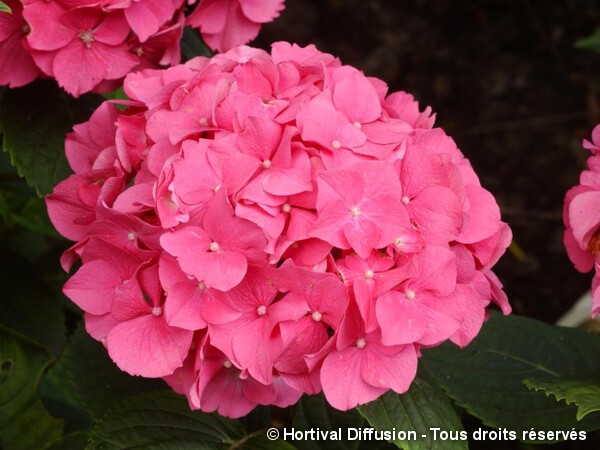 Hortensia Rosita