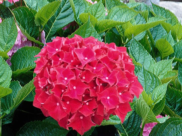 Hortensia ROYAL RED®