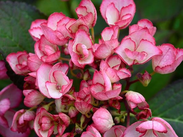 Hortensia SALSA®