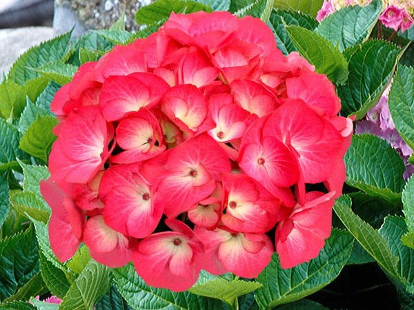 Hortensia SASKIA®