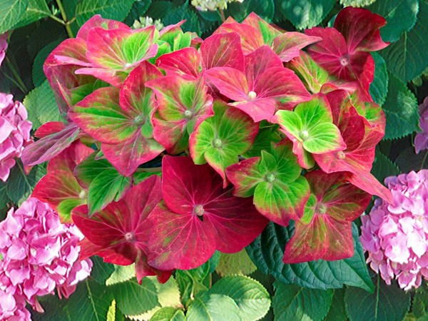 Hortensia SAXON® Schloss Wackerbarth