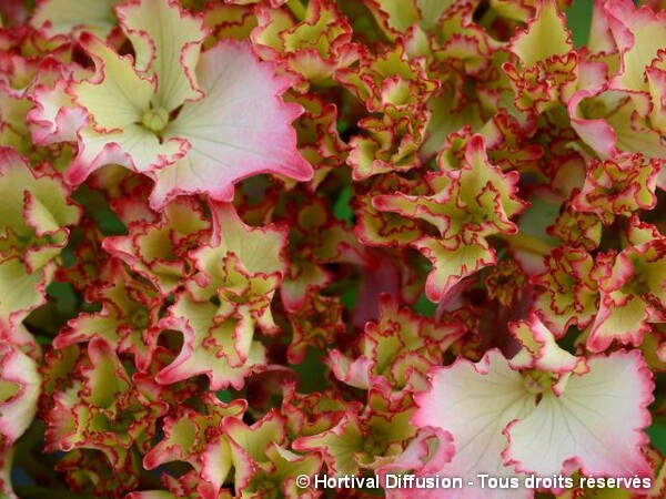 Hortensia SO LONG® SUNNY