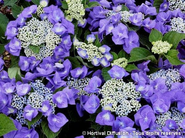 Hortensia Blaumeise