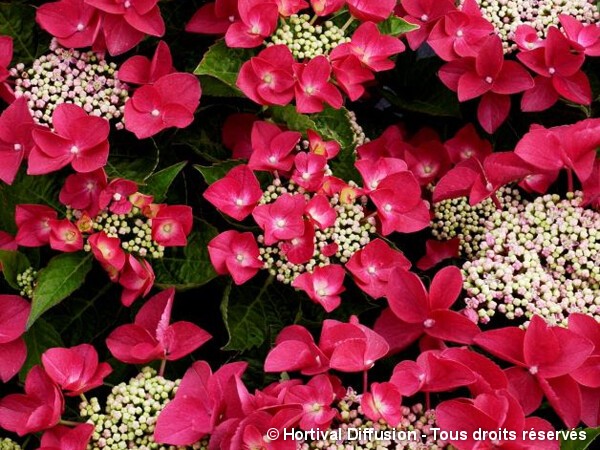 Hortensia Rotschwanz