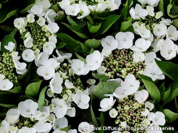 Hortensia Teller Weiss = Libelle