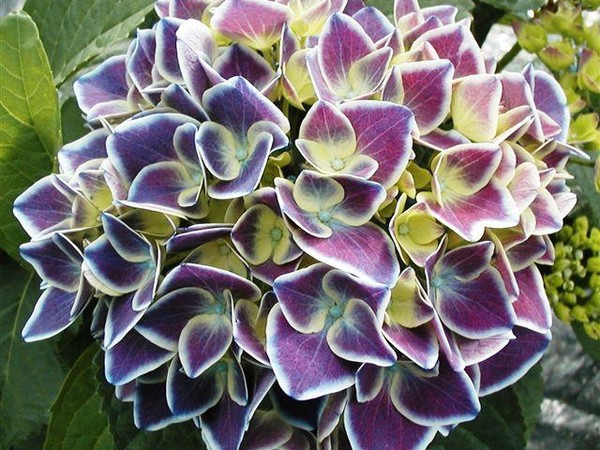 Hortensia TIVOLIA® BLEU