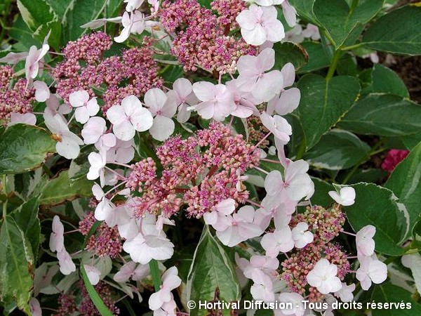 Hortensia tricolore