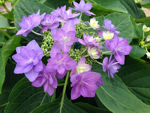 Hortensia YOU AND ME® ROMANCE Bleu