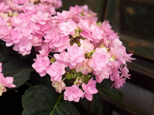 Hortensia YOU & ME® ROMANCE