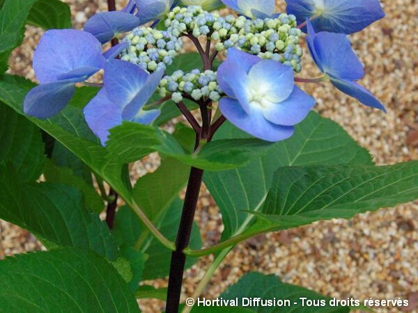 Hortensia Zorro bleu