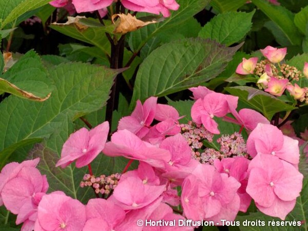 Hortensia Zorro rose