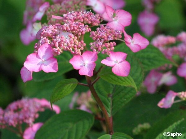 Hortensia des montagnes AVELROZ®
