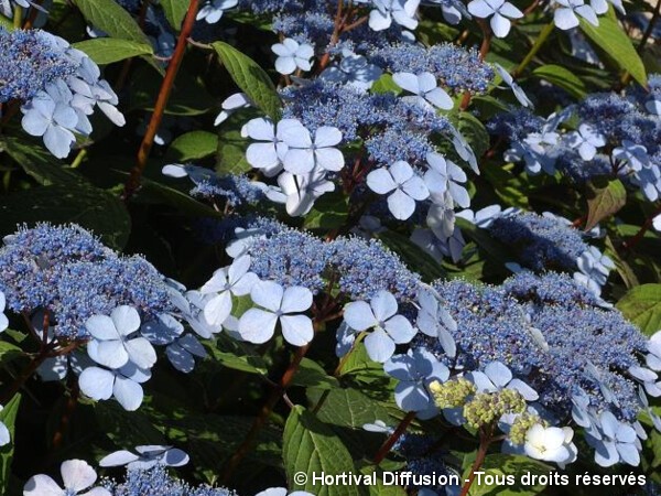 Hortensia des montagnes Blue Bird