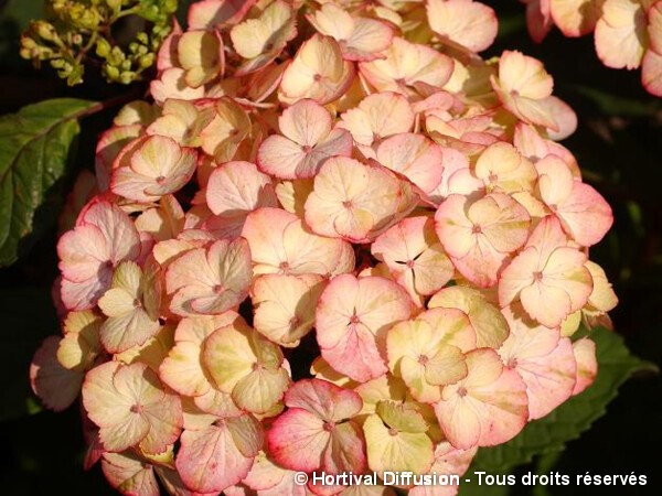 Hortensia Preziosa